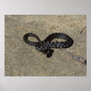 Recherche de peau de serpent art Nature