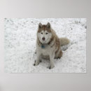 Zoek naar wolf sneeuw posters Honden