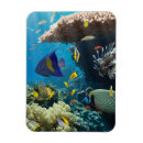 Recherche de poisson rouge magnets Animal