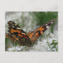 Zoek naar geschilderde vlinder briefkaarten Bloemen