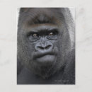 Recherche de gorille sauvage cartes postales Animal
