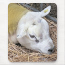 Recherche de sheep tapis souris Mouton