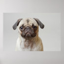 Recherche de visage de chien posters Animal
