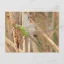 Zoek naar libel briefkaarten Insecten