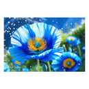 Recherche de pavots art Photographie de nature