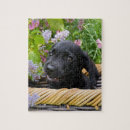 Zoek naar ogen puzzels Hond
