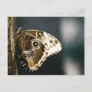 Recherche de papillon tropical cartes postales Morpho peleides