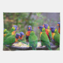 Recherche de perruches cuisine linges Perroquets