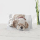 Recherche de chien de cocker vœux cartes Animal