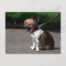 Zoek naar leuke chihuahua briefkaarten Grappig