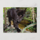 Recherche de panthère noire cartes postales Chat