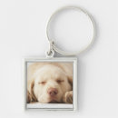 Zoek naar onschuldig accessoires Hond