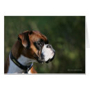 Recherche de chien boxeur cartes postales Profil