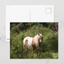 Recherche de poneys shetland cartes postales Fleurs