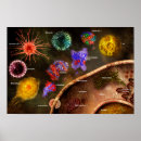 Recherche de système immunitaire posters Cellule