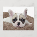 Recherche de puppy cartes postales Bull dog