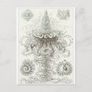 Recherche de haeckel cartes postales Biologie