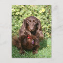 Recherche de bronzage cartes postales Zwergteckel