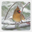 Recherche de cardinalis de cardinalis Hiver