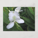 Recherche de fleur de gingembre cartes postales Tropical