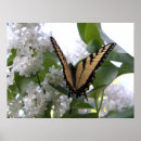 Recherche de lilas et blanc posters Pour eux