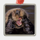 Recherche de loutres ornements Littoral