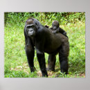 Recherche de singe gorille posters Singes