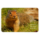 Recherche de terrestre magnets Photographie de la nature