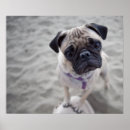 Recherche de pug decor Cute