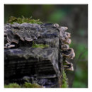 Recherche de champignons posters Marron