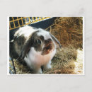 Recherche de compagnie cartes postales Animal
