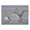 Recherche de toundra cartes postales Oiseaux