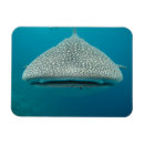 Recherche de requin baleine magnets Requins