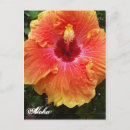 Recherche de hibiscus cartes postales Orange