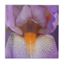 Recherche de iris carreaux Fleur