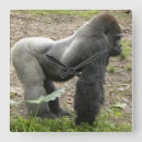 Recherche de gorilles horloges Primat