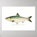 Recherche de poisson vintage posters Aquarelle