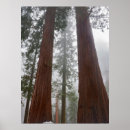 Recherche de forêt de séquoia posters Bois