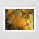 Recherche de arbre peuplier cartes postales Arbres