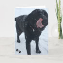 Zoek naar hondfoto kaarten Grappig