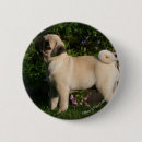 Recherche de chiot carlin badges Faon