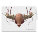 Recherche de modèle 3d cartes postales Utérus