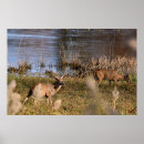 Recherche de whitetail posters Cerf de virginie