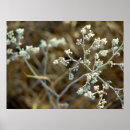 Zoek naar macro fotografie Bloemen