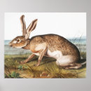 Zoek naar vintage konijn posters Wild
