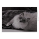 Recherche de observé photographie Félin