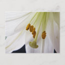 Recherche de lis blanc cartes postales Photographie