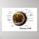 Zoek naar cel biologie posters Cytoplasma