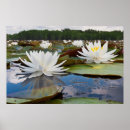 Recherche de nénuphars posters Paysage