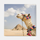 Zoek naar camel magneten Humor